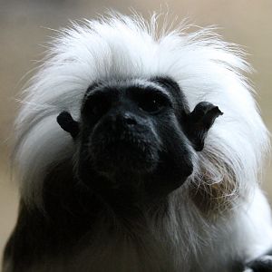 Cotton-top Tamarin (Saguinus oedipus)