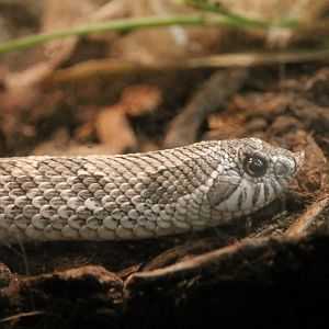 Western Hognose Snake (Heterodon nasicus)