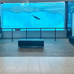 Pinniped Tank (Foyer)
