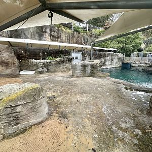 Pinniped Pool 1