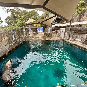 Pinniped Pool 1