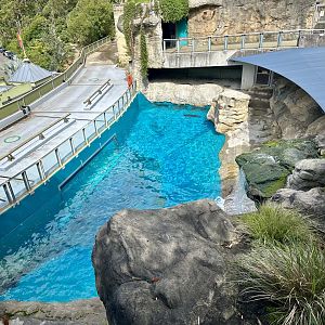 Pinniped Pool 3