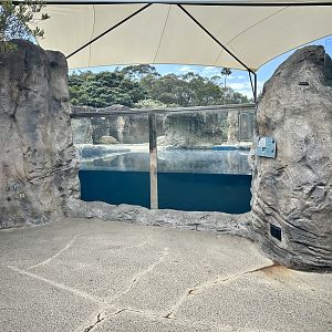 Pinniped Pool 4