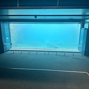 Pinniped Pool 3 (Underwater Viewing)