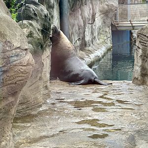 Australian sea lion (Neophoca cinerea)