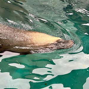 Australian sea lion (Neophoca cinerea)