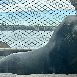 California sea lion (Zalophus californianus)