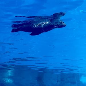 New Zealand fur seal (Arctocephalus forsteri)