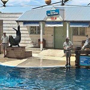 Pinniped Show Stadium (Stage)