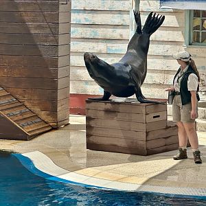 Pinniped Show - California Sea Lion