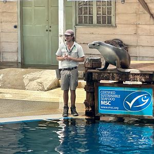 Pinniped Show - Australian Sea Lion