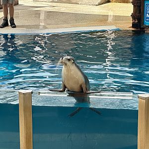 Pinniped Show - Australian Sea Lion