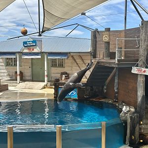 Pinniped Show - California Sea Lion