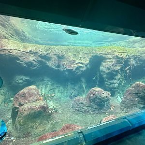 Penguin Exhibit (Underwater Viewing Window)