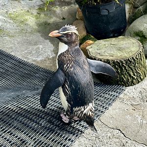 Fiordland crested penguin (Eudyptes pachyrhynchus)