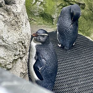 Fiordland crested penguin (Eudyptes pachyrhynchus)