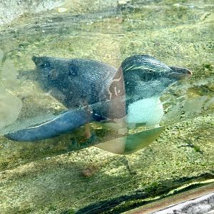 Fiordland crested penguin (Eudyptes pachyrhynchus)