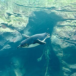 Little blue penguin (Eudyptula minor)