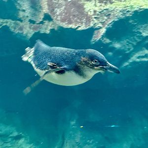 Little blue penguin (Eudyptula minor)