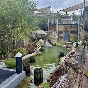 Australian Pelican Exhibit