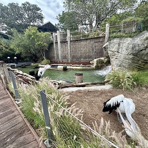 Australian Pelican Exhibit