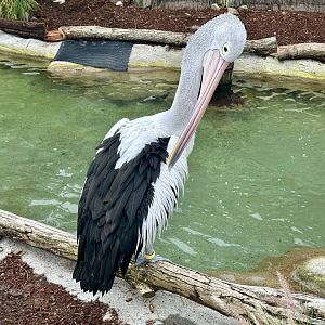 Australian pelican (Pelecanus conspicillatus)