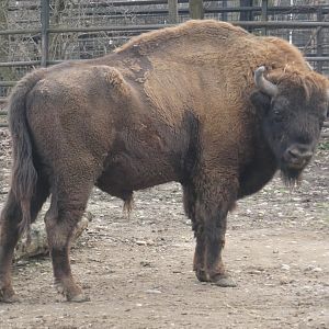 European bison