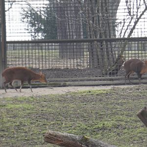 Chinese Reeves's muntjac