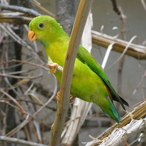 Vernal hanging parrot