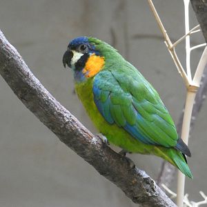 Blue-fronted fig parrot