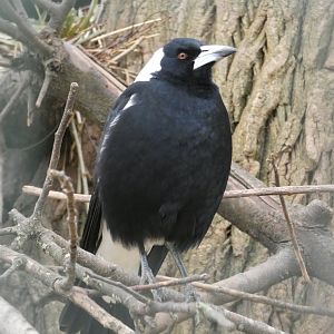 Australian magpie