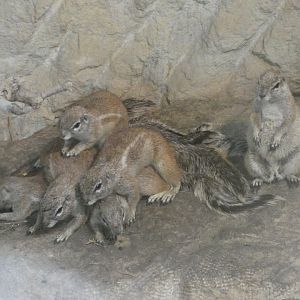 Cape ground squirrel