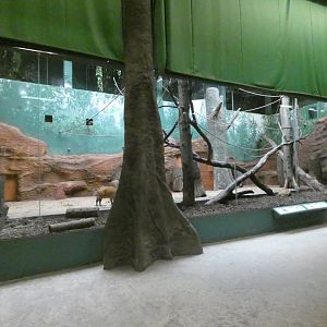 Red River hog and De Brazza's monkey indoor enclosure