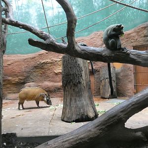 Red River hog and De Brazza's monkey