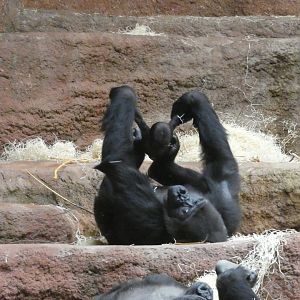 Western lowland gorilla mother and baby