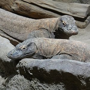 Komodo dragons