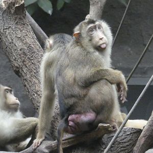 Southern pig-tailed macaque