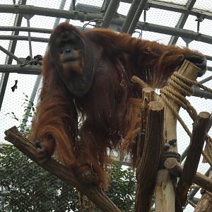 Sumatran orangutan male