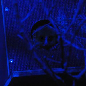 Goodman's mouse lemur