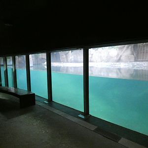 Hippo underwater viewing area