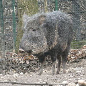 Chacoan peccary