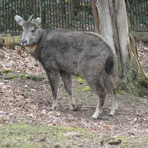 Chinese goral