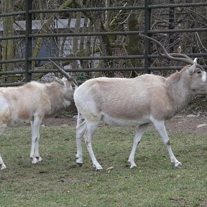 Addax