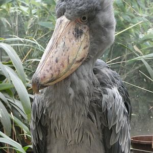 Shoebill