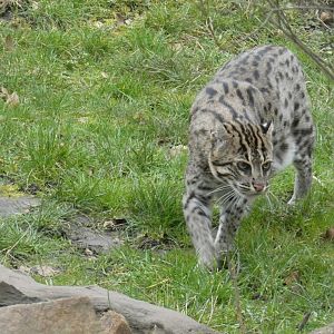 Fishing cat