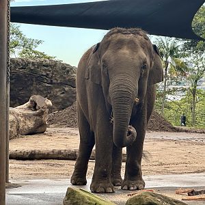 Pak Boon (Asian Elephant)