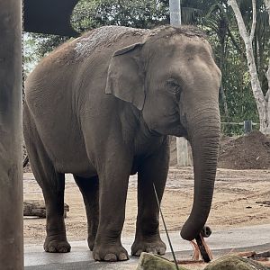 Pak Boon (Asian Elephant)