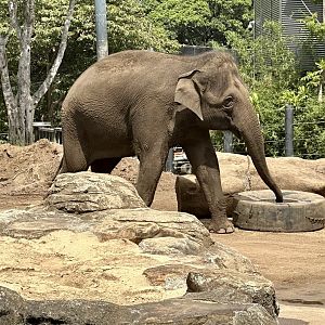 Tang Mo (Asian Elephant)