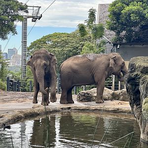 Tang Mo and Pak Boon (Asian Elephants)
