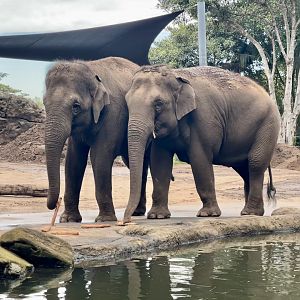Tang Mo and Pak Boon (Asian Elephants)